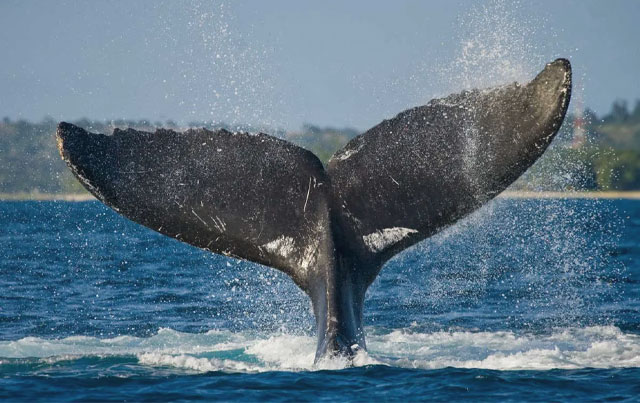 4-สายพันธุ์วาฬที่หายากที่สุด