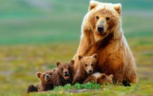 8-สายพันธุ์หมีที่หายากที่สุดในโลก